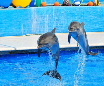 Дельфинарий в Болгарии